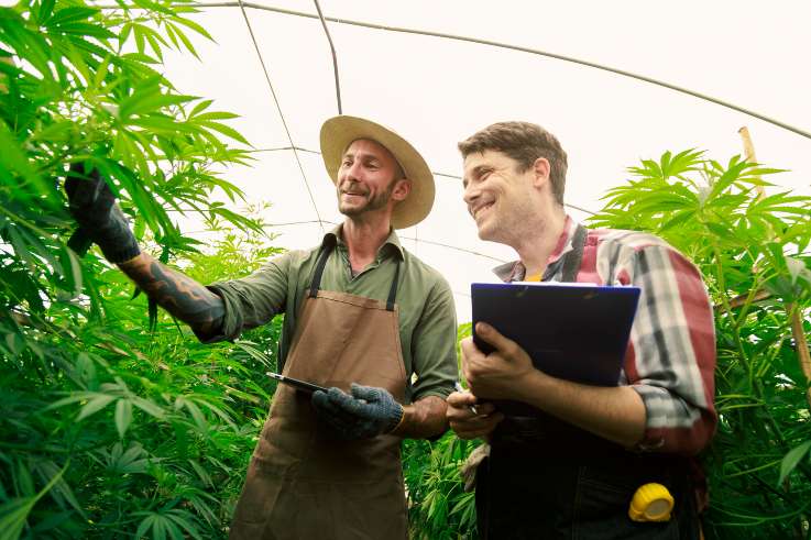 Unser Förderangebot für die Agrar- und Ernährungs-wirtschaft Zwei männliche Hanf-Bauern inspizieren die Hanf-Pflanzen in einem Gewächshaus.