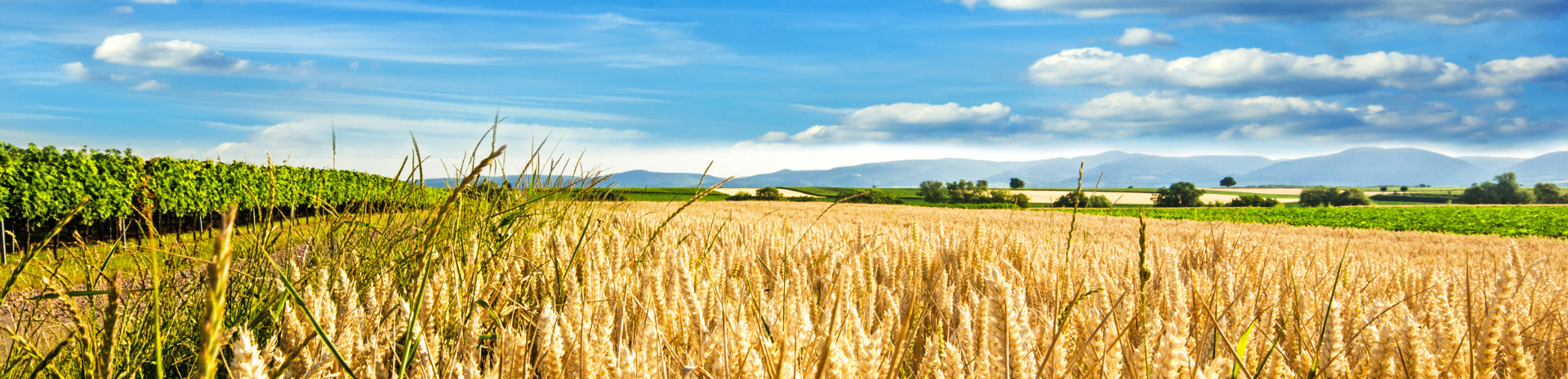 Die Landwirtschaftliche Rentenbank ist die deutsche Förderbank für die Agrarwirtschaft und den ländlichen Raum.