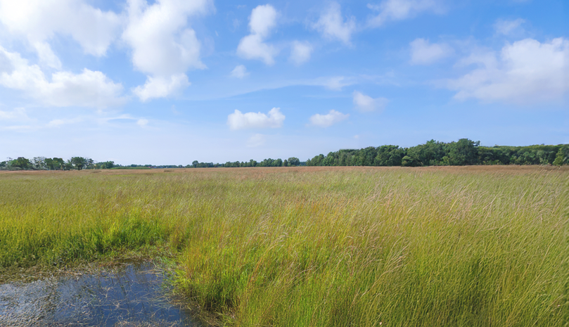 Wiedervernässte Moorfläche, Grünlandnutzung