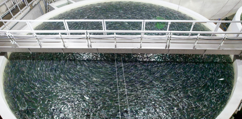 Rundes Becken einer Aquakulturanlage mit Wasser und einer darüber verlaufenden Brücke mit Geländer.