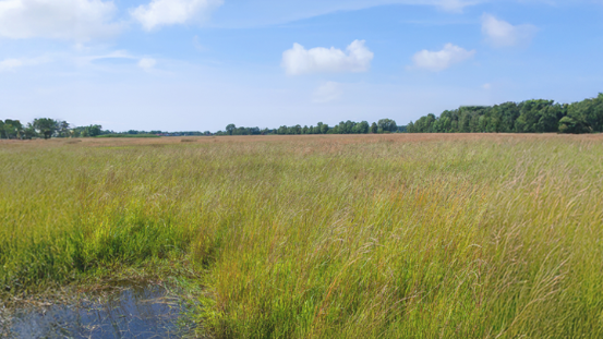 Weite Moorbodenfläche mit hohem Gras und einem kleinen Wasserbereich im Vordergrund unter blauem Himmel mit Wolken.