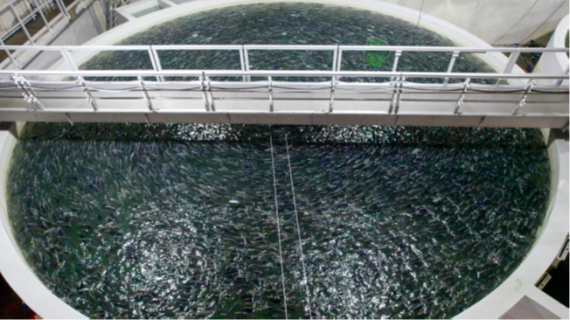 Großes rundes Becken mit Wasseroberfläche und darüber verlaufender Brücke in einer Aquakulturanlage